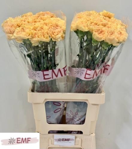 Dianthus standaard 'Natalia'