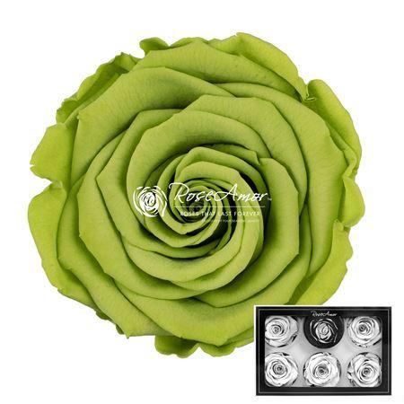 Rosa grootbloemig kleurbehandeld H%