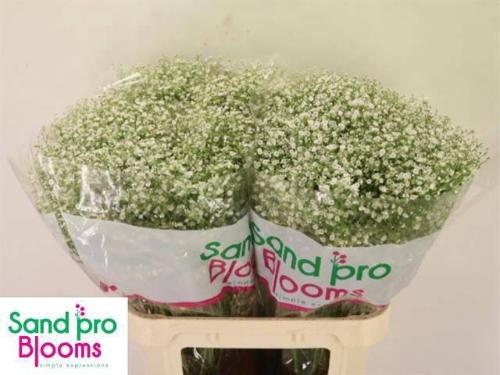 Gypsophila paniculata Zinzi Discovery