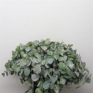 Eucalyptus cinerea