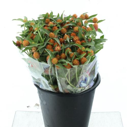 Gomphrena haageana