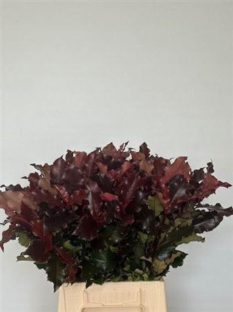 Photinia Magical Volcano