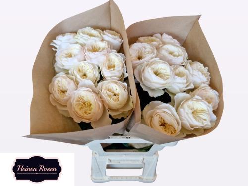 Rosa grootbloemig Stanley Park!