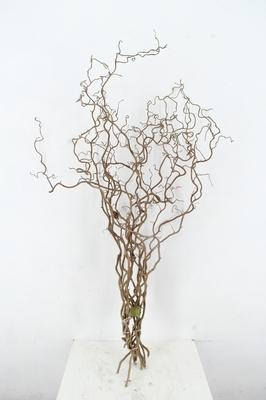Corylus avellana 'Contorta'