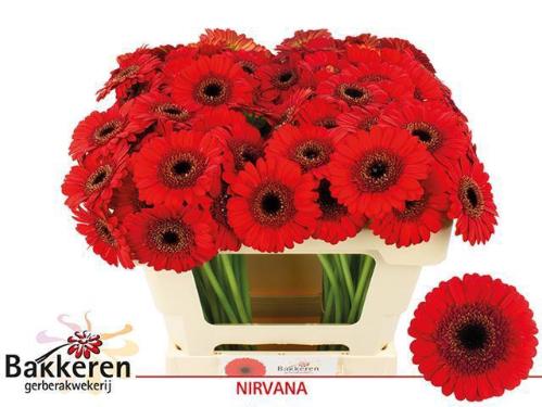 Gerbera mini Nirvana
