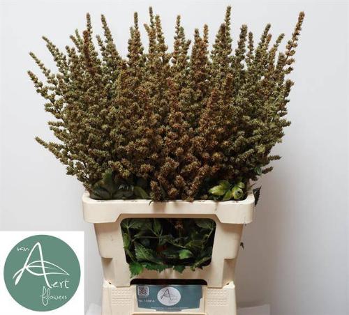 Astilbe Arendsii Grp 'Erika' decor
