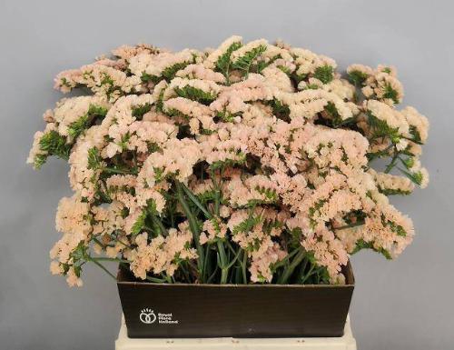 Limonium sinuatum 'Sinuet Honey Apricot'
