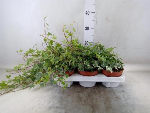 Hedera helix 'Mona Lisa'