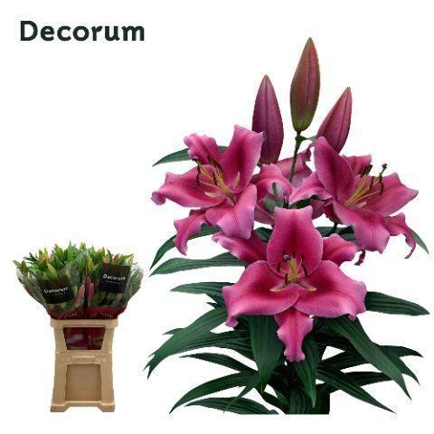 Lilium Oriental x Trumpet Grp 'Dalian'