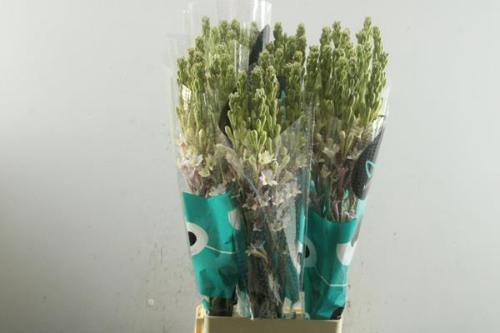 Polianthes tuberosa 'Elsa'