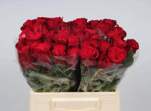 Rosa grootbloemig Rhodos