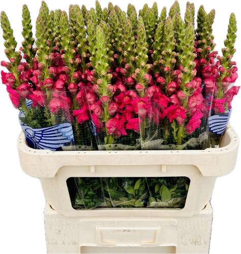 Antirrhinum majus 'Potomac Cherry Rose'