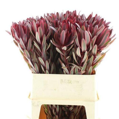 Leucadendron 'Jester'