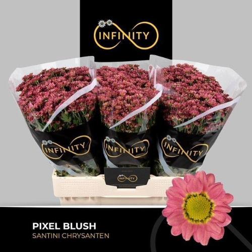 Chrysanthemum (Indicum Grp) tros santini Pixel Blush