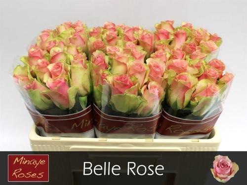 Rosa grootbloemig Belle Rose