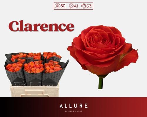 Rosa grootbloemig Clarence+