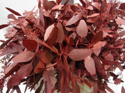 Eucalyptus kleurbehandeld per bos H%