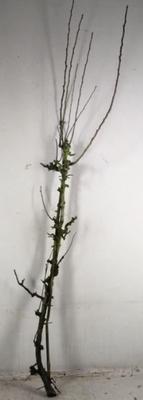 Huis en tuindecoratie overig 6%