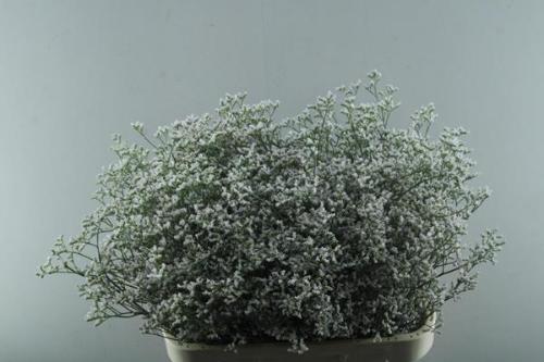 Limonium caspium 'White Neto'