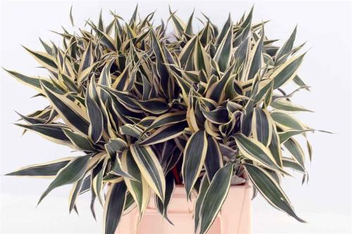 Dracaena sanderiana