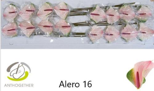 Anthurium Alero