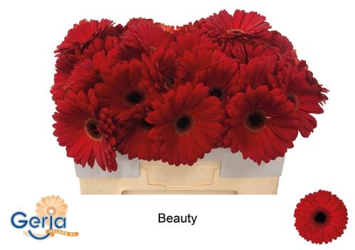 Gerbera grootbloemig Beauty