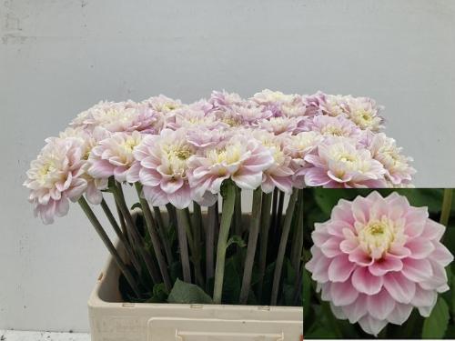 Dahlia Ball Grp 'Sweet Love'
