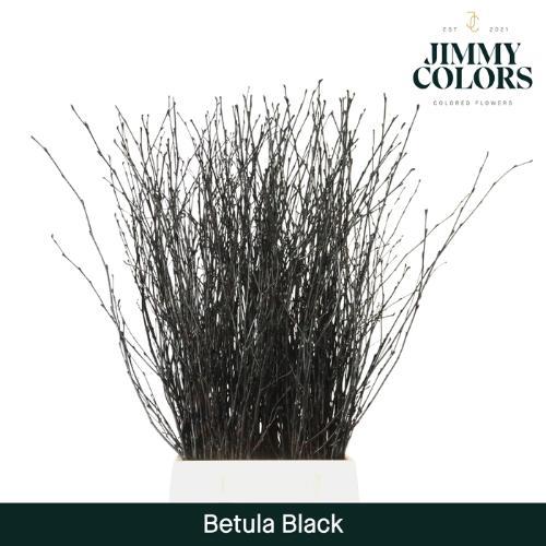 Betula kleurbehandeld H%