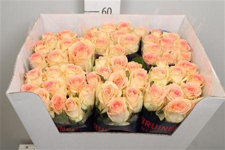 Rosa grootbloemig Moyhe