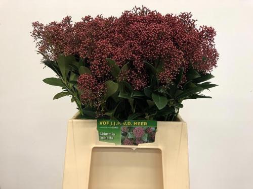 Skimmia per bos japonica 'Rubella'