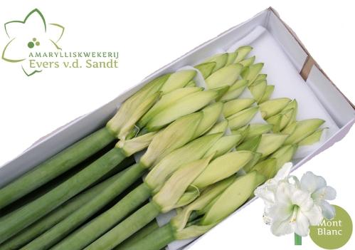 Hippeastrum Galaxy Grp 'Mont Blanc'