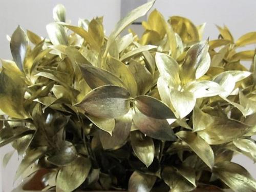 Ruscus kleurbehandeld H%
