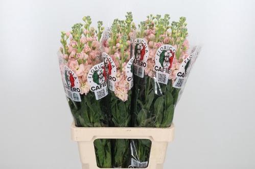 Matthiola incana 'Iron Apricot'