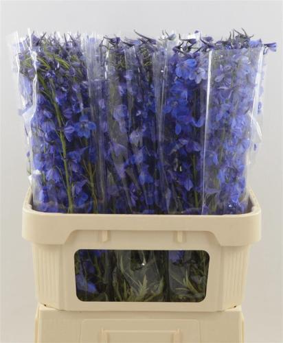 Delphinium enkelbloemig Deldonna Blue