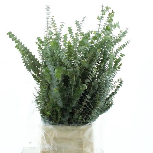Eucalyptus per bos 'Baby Blue'
