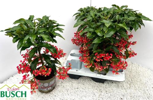 Hippeastrum per kelk overig oranje