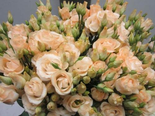 Eustoma russellianum gevuldbloemig kleurbehandeld H%