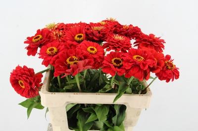 Zinnia elegans