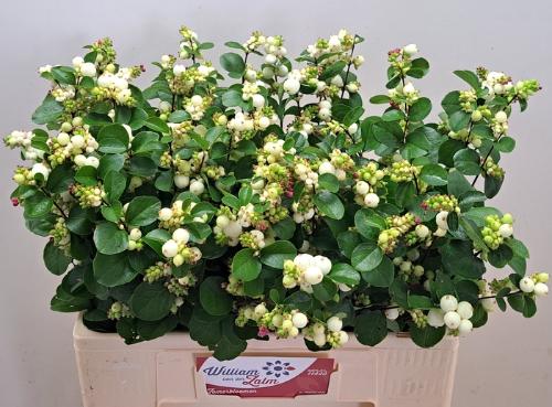Symphoricarpos Magical White Dream