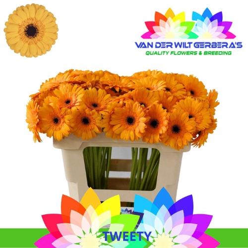 Gerbera mini Tweety