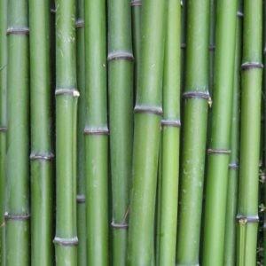 Equisetum Rush