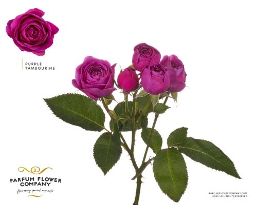 Rosa tros overig
