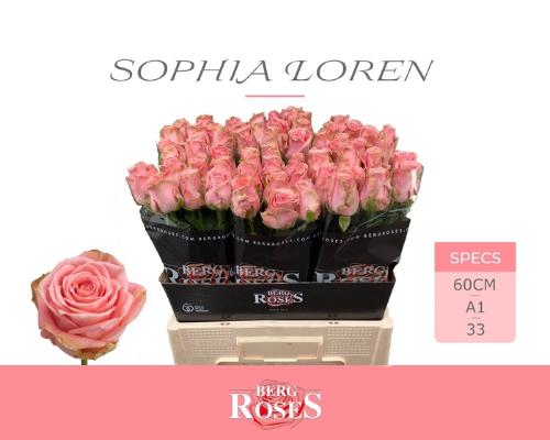 Rosa grootbloemig Sophia Loren