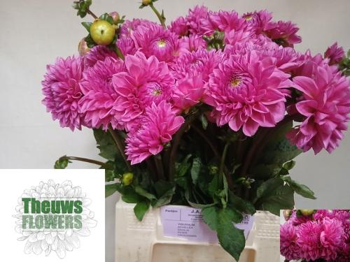 Dahlia 'Sandra'