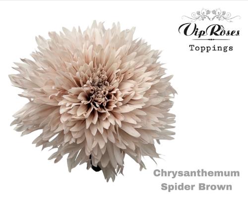 Chrysanthemum geplozen kas kleurbehandeld H%
