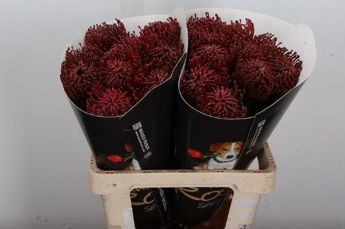 Leucospermum overig