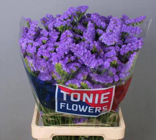 Limonium sinuatum Martin Blue