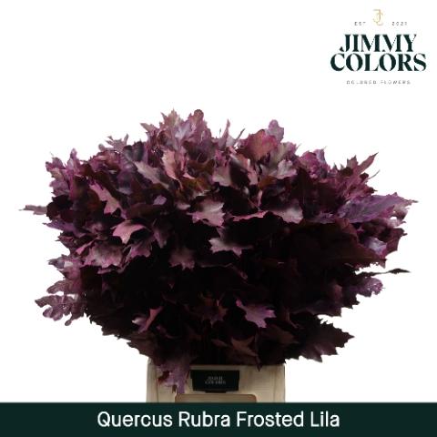 Quercus rubra kleurbehandeld H%