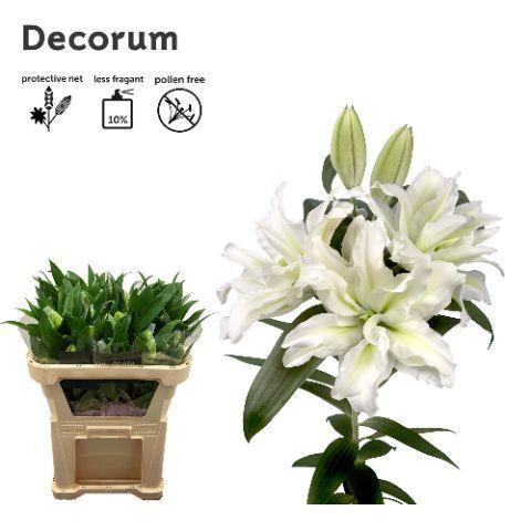 Lilium Oriental dubbel Grp Roselily Aisha