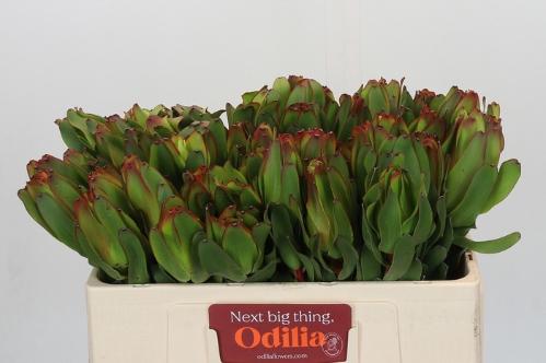 Leucadendron 'Laurel Yellow'